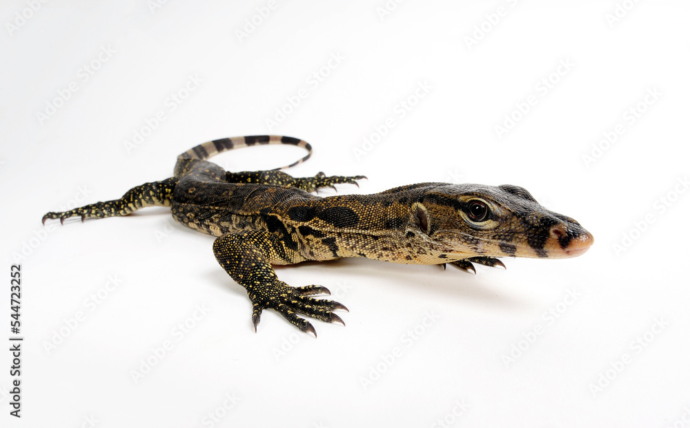 Bindenwaran // Asian water monitor (Varanus salvator) Bindenwaran // Asian water monitor (Varanus salvator)