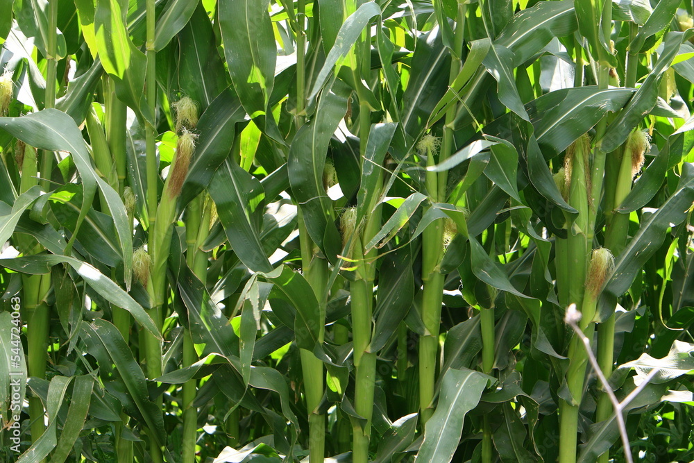 Corn ripens in a collective farm field in northern Israel. Corn ripens in a collective farm field in northern Israel.