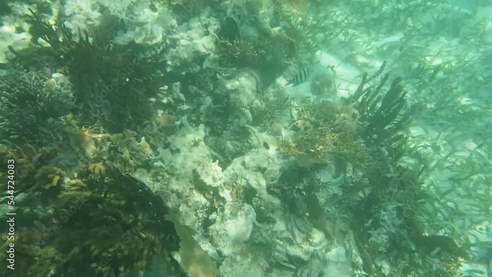 Snorkeling at Great Barrier Reef in Belize Snorkeling at Great Barrier Reef in Belize