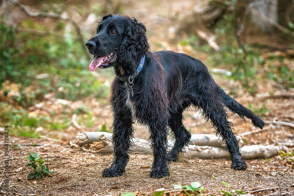 Black Working Cocker Spaniel standing up looking away and ready to play Black Working Cocker Spaniel standing up looking away and ready to play