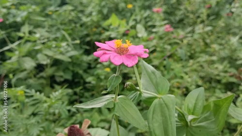 Wallpaper Mural pink flower in the garden Torontodigital.ca