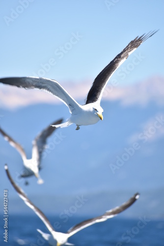 seagull flying in the sky, seagull in flight