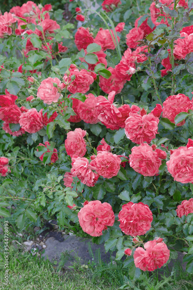 the climbing rose shrub Rosarium Uetersen blooms of a single plant. the climbing rose shrub Rosarium Uetersen blooms of a single plant.