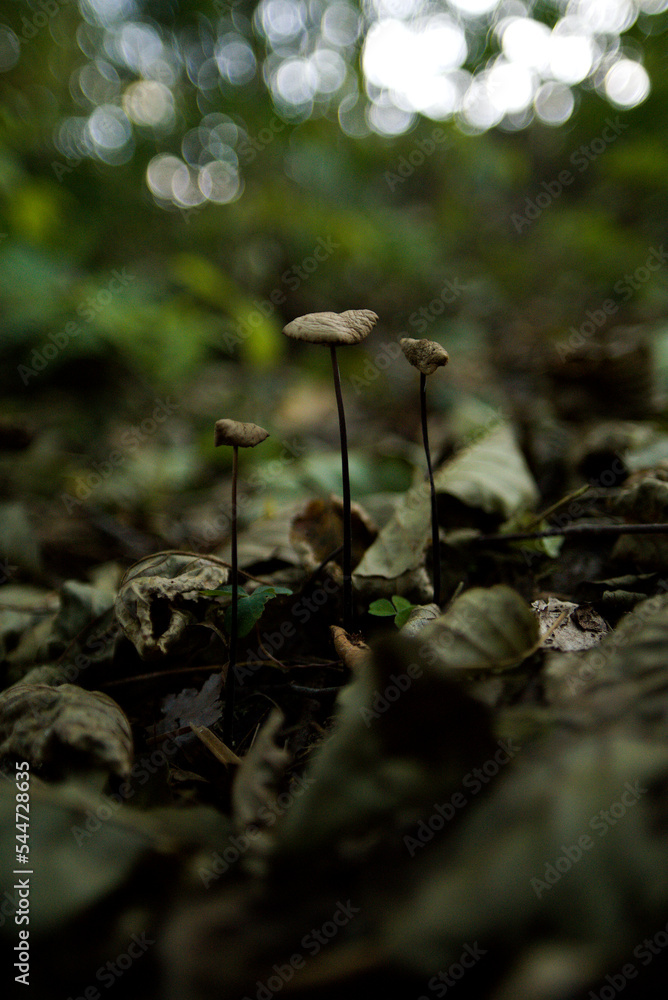 mushrooms in the forest