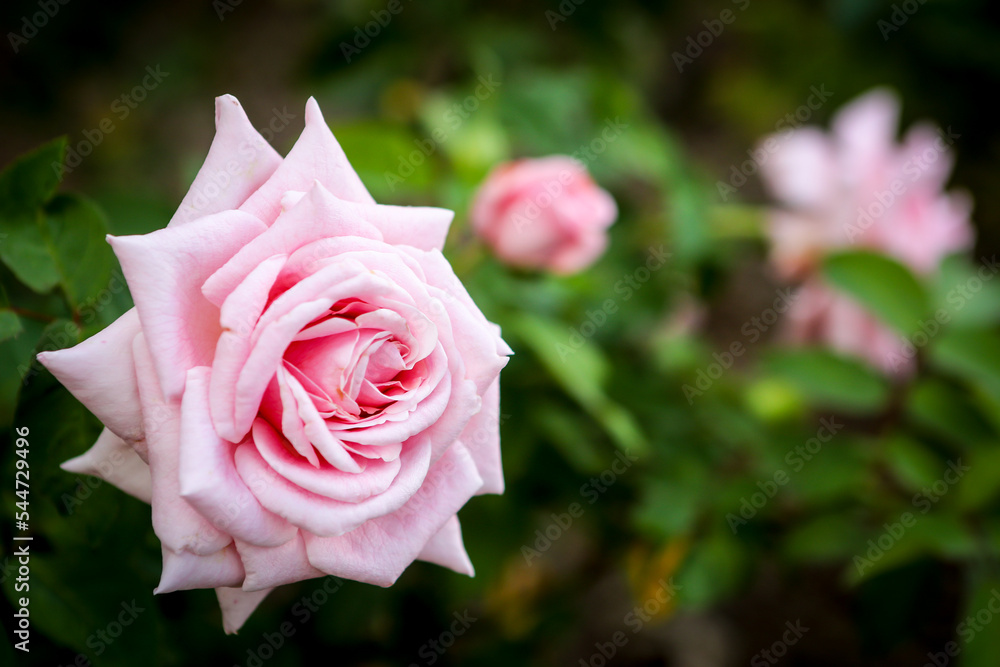 Pink rose in foreground of a rose garden at a botanical garden in Central Florida Pink rose in foreground of a rose garden at a botanical garden in Central Florida