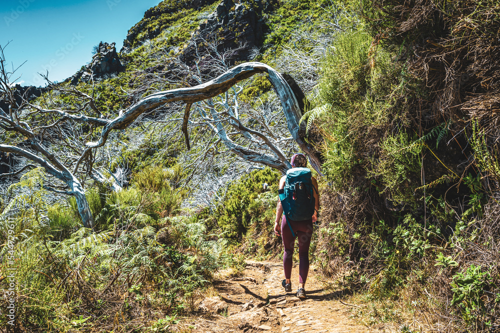 Hiker with backpack walking through a scenic forest of dead trees in the  afternoon. Verade do Pico Ruivo, Madeira Island, Portugal, Europe. Stock  Photo | Adobe Stock