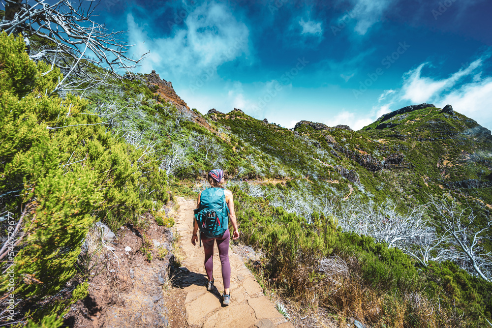 Hiker with backpack walking through a scenic forest of dead trees in the afternoon. Verade do Pico Ruivo, Madeira Island, Portugal, Europe.