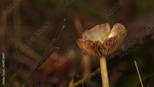 Close-up of a small brown mushroom waving a little bit in the wind (Yellow Fieldcap mushroom, Bolbitius titubans) photo