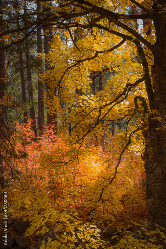 Sedona Fall colors illuminated by sun filtered light.