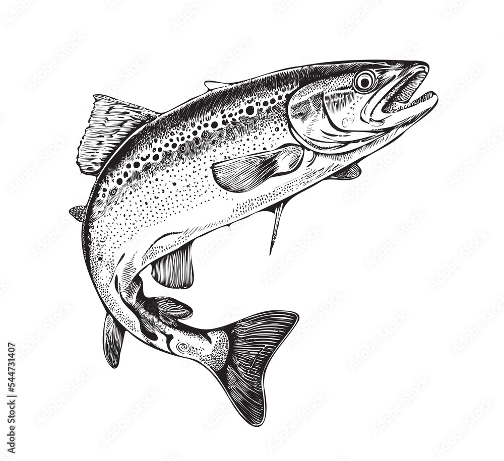 Trout fish in hand drawn strokes.Vector illustration.