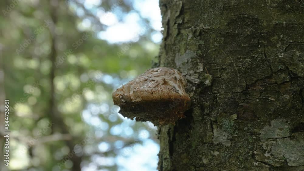 Closer look of the brown mushroom on the trunk of the tree in the forest in Estonia Closer look of the brown mushroom on the trunk of the tree in the forest in Estonia