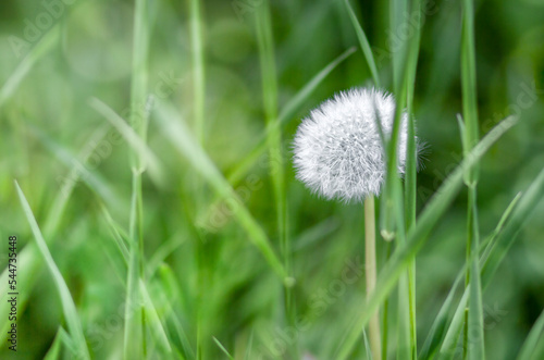A lonely white dandelion  bathed in sunlight against a background of grass.