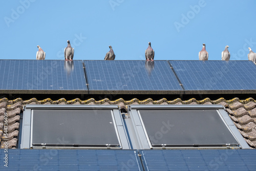 A group of homing pigeons on the ridge of a roof with solar panesls