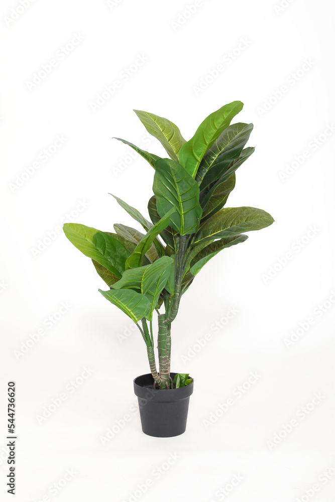 Green plant on white background at the studio Green plant on white background at the studio