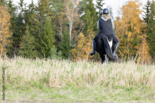 Icelandic horse in open field. Sunny autumn day. Female rider with black helmet.