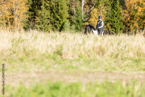 Icelandic horse in open field. Sunny autumn day. Female rider with black helmet.