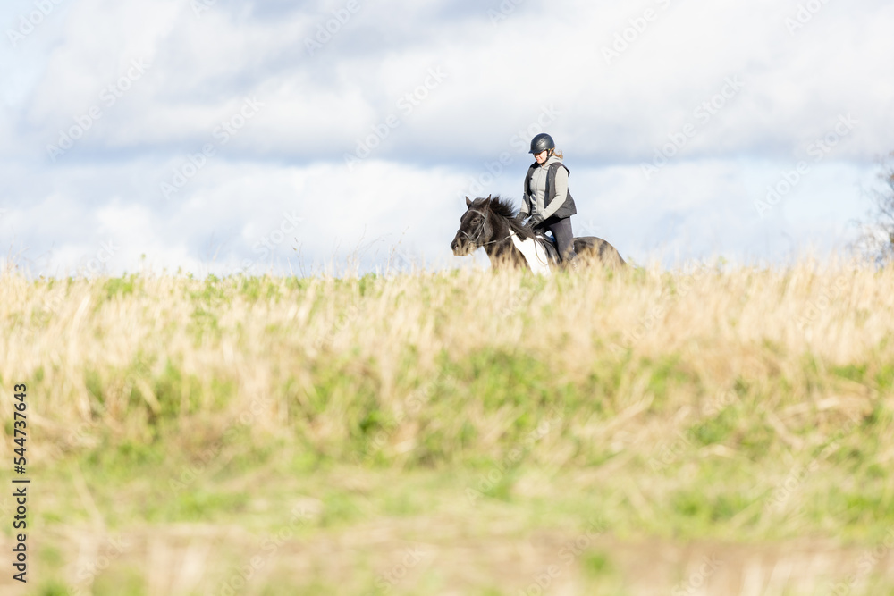 Obraz premium Icelandic horse in open field. Sunny autumn day. Female rider with black helmet.