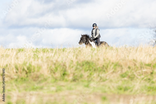 Icelandic horse in open field. Sunny autumn day. Female rider with black helmet.