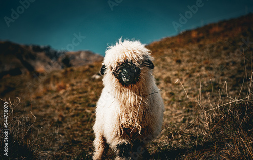 sheep on the hill alpine