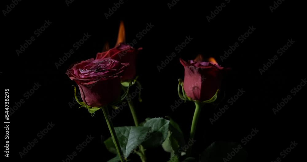 Festival celebrated flowers at night. A roses bouquet for celebration in fire in the room. Festival celebrated flowers at night. A roses bouquet for celebration in fire in the room.