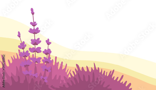 Beautiful lavender flower field. Aroma wild plant. Flora and botany. Wild nature landscape. Cartoon vector illustration for background. Place for text