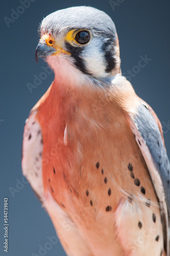 American Kestrel close-up portrait