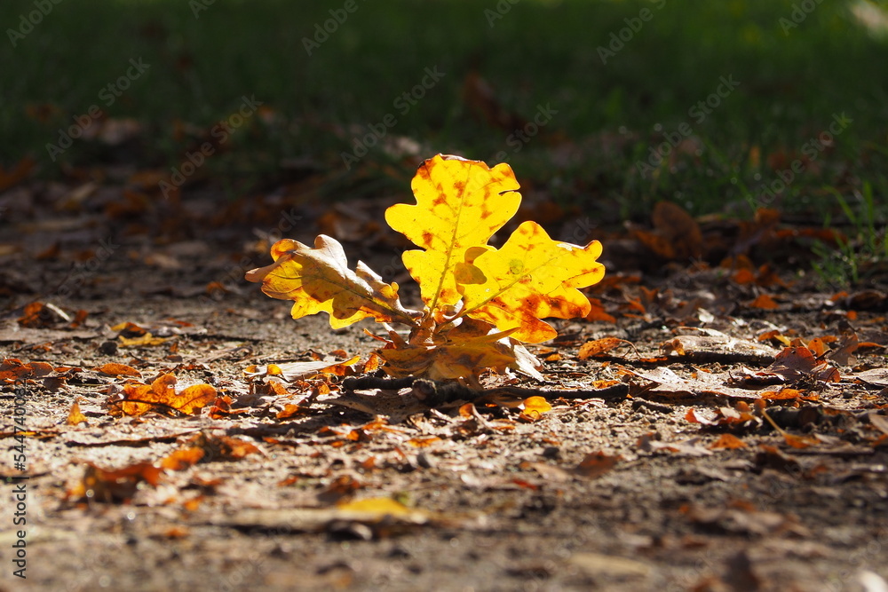 Żółty liść na ziemie mocno podświetlony słonecznym promieniem - obrazy, fototapety, plakaty 