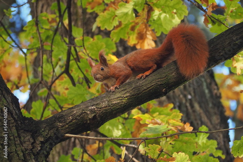 Wiewiórka z wielkim ogoniem na gałęzie jesienią © vofchok