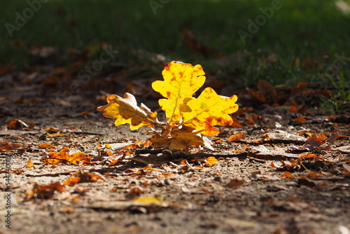 Żółty liść na ziemie mocno podświetlony słonecznym promieniem