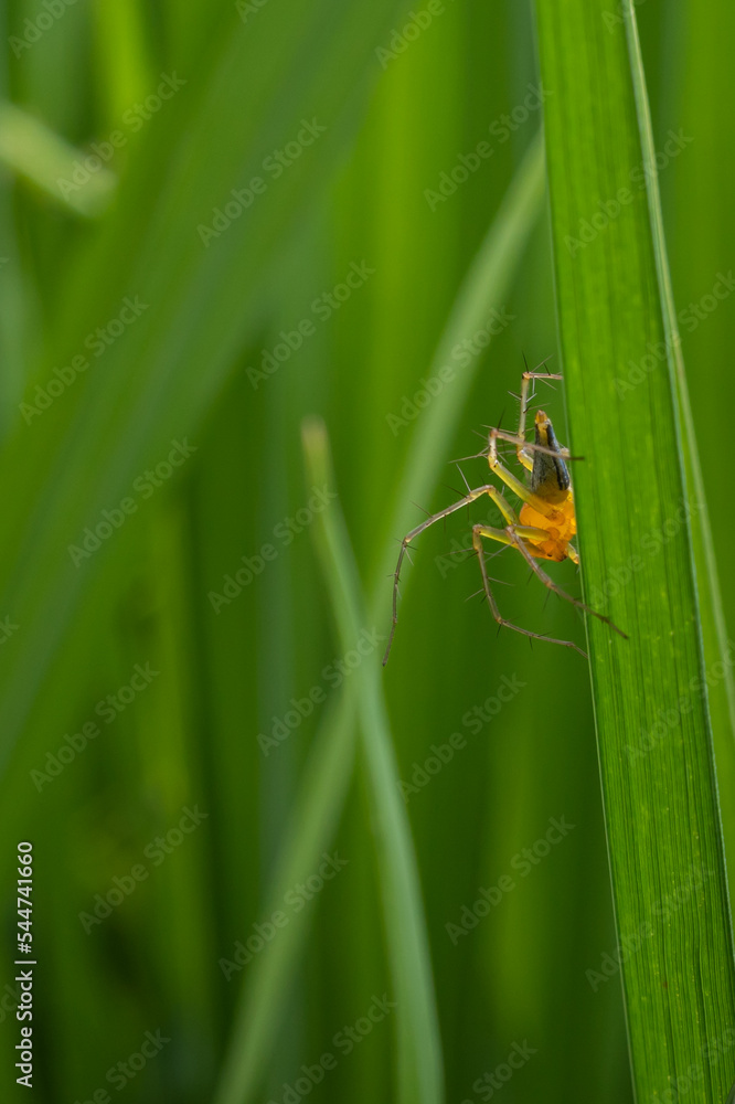Oxyopes salticus is a species of spider in the family Oxyopidae. This species is also part of the genus Oxyopes and the order Araneae Oxyopes salticus is a species of spider in the family Oxyopidae. This species is also part of the genus Oxyopes and the order Araneae