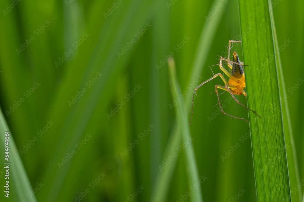 Oxyopes salticus is a species of spider in the family Oxyopidae. This species is also part of the genus Oxyopes and the order Araneae Oxyopes salticus is a species of spider in the family Oxyopidae. This species is also part of the genus Oxyopes and the order Araneae