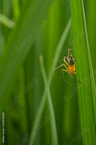 Oxyopes salticus is a species of spider in the family Oxyopidae. This species is also part of the genus Oxyopes and the order Araneae