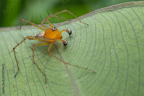 Oxyopes salticus is a species of spider in the family Oxyopidae.  This species is also part of the genus Oxyopes and the order Araneae photo