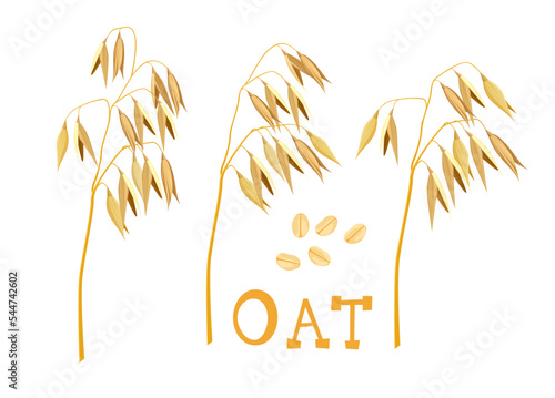 Oat plant vector illustration. oatmeal flake and oat ear