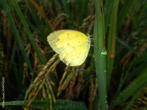 A butterfly perched on the leaves 