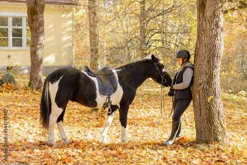 Black and white Icelandic horse and female rider in autumn scenery under maple tree with maple leaf on the ground. Rider wearing black helmet.