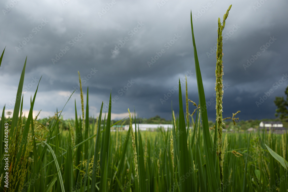 Fototapeta premium rice in the fields and cloudy weather