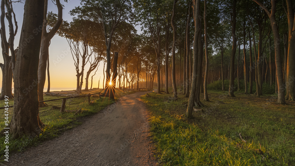 Fototapeta premium Gespensterwald Nienhagen 