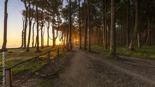 Gespensterwald Nienhagen