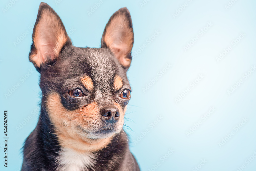 The dog of the Chihuahua breed is white, black and red color. Mini dog on a blue background.