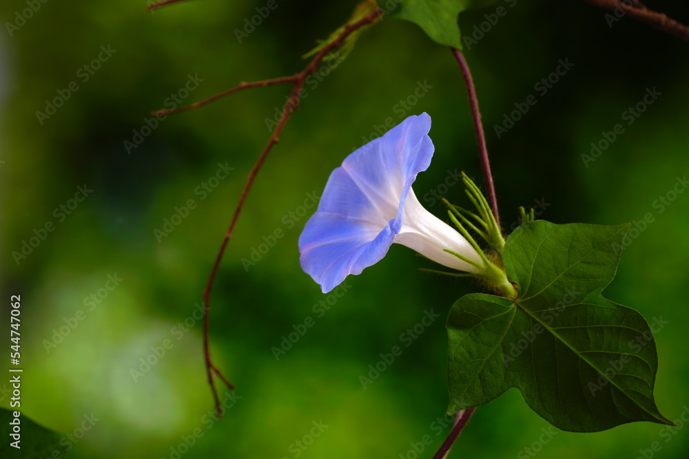 Wild Japanese morning glory flowers (Ipomoea nil) is a species of Ipomoea morning glory known by