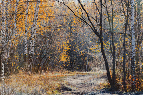 Trail in the forest at autumn morning.