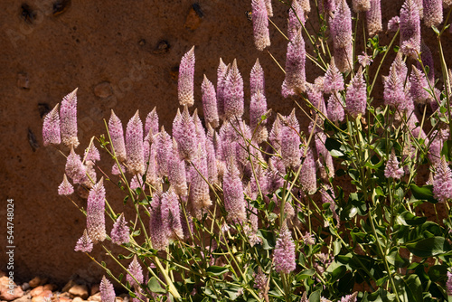 After a good rainy season outback Queensland is covered in fluffy pink mulla mulla flowers (Ptilotus Exaltatus) also known as lamb's tail or foxtail. photo