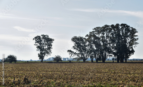 Wallpaper Mural campo arboles sobre el horizonte con cielo Torontodigital.ca
