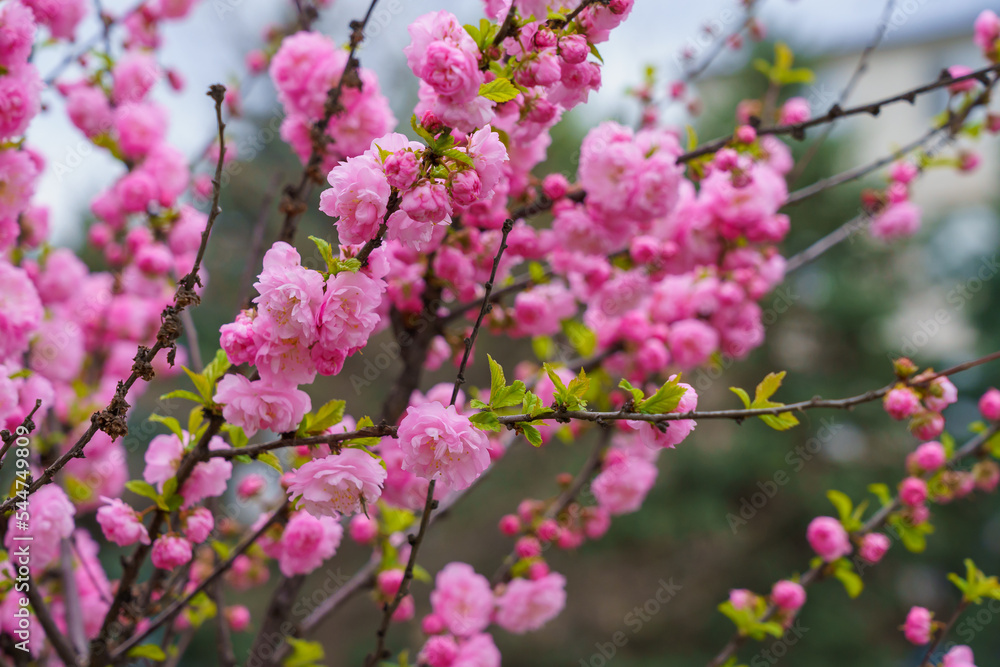 Flowers on a branch of sakura tree with selective focus on a blurred background. Defocused backdrop copy space Flowers on a branch of sakura tree with selective focus on a blurred background. Defocused backdrop copy space