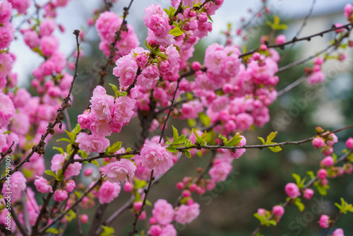 Flowers on a branch of sakura tree with selective focus on a blurred background. Defocused backdrop copy space © Iurii Gagarin