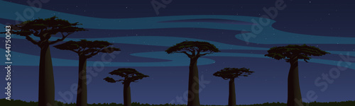Fotografia African night landscape, alley of baobabs under the starry sky