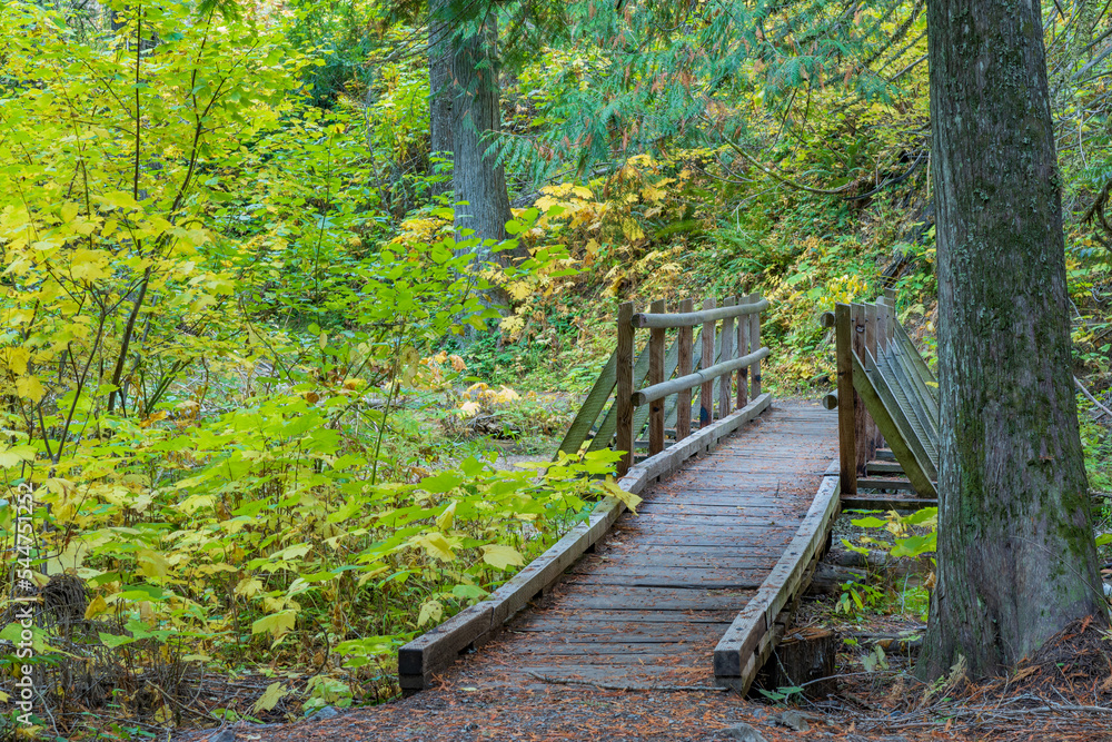 Fototapeta premium Ancient Cedar Grove