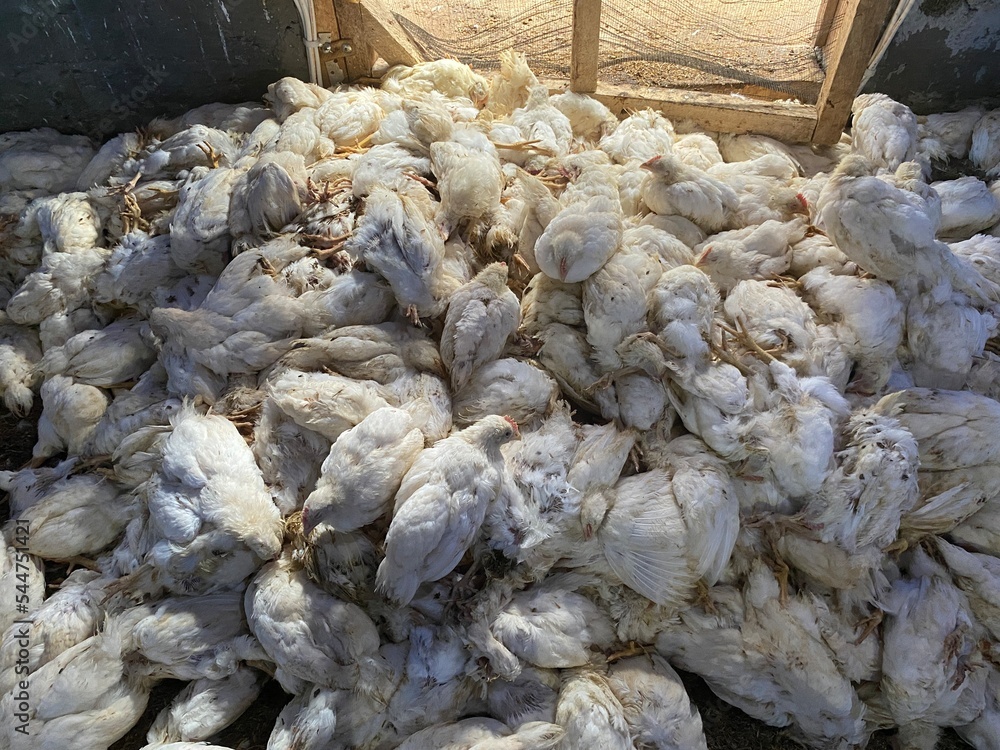 Sick and death Chickens, Disease Outbreaks, Avian Influenza or Newcastle Disease, Symptoms and