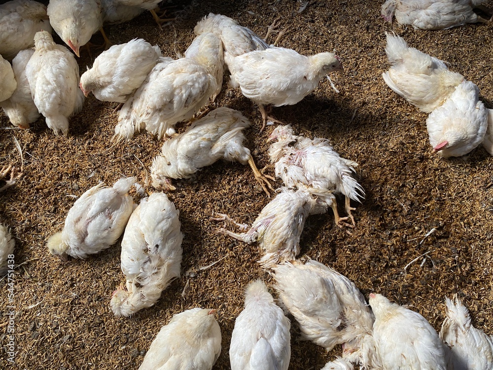 Sick and death Chickens, Disease Outbreaks, Avian Influenza or